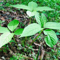 山中湖の植物