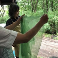 ワークショップ「初めての草木染め（１）ヨモギで染めよう」