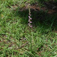 野の草だって・・