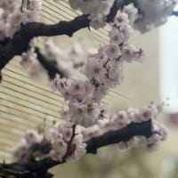 明日から連休後半