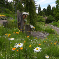 ガーデンミュージアム比叡２０２４その１　香りの庭