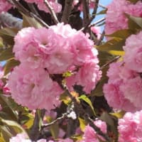華やかな桜並木
