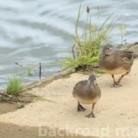 成鳥とは大違い