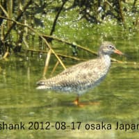 アカアシシギ