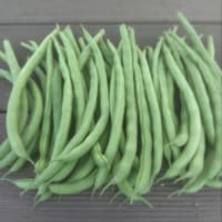 野菜を収穫しました