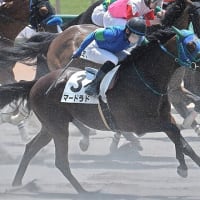 【マードラド】去勢手術完了、松風馬事センターへ