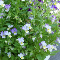 庭の花