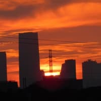7月26日　今日の写真　朝陽　オナガ
