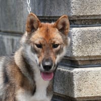 四国犬　メス　1歳　里親募集中！新しい飼い主さん募集中！