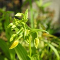 屋久島カキランの花