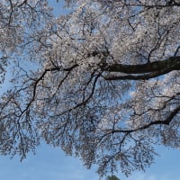 桜シリーズ　おいしい学校　山梨県北杜市