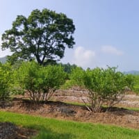 心地よい風が…カッコウも鳴いて…