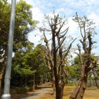 あ～月下美人の花が見てみたい②　あ～残念！