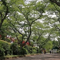 開花が遅れたバラ
