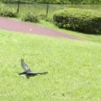  於大公園 ： ペンステモン・・・引越しHatenaブログのテンプレート設定が楽しみでした。