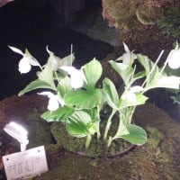 エイルで行く大人のゆとり旅