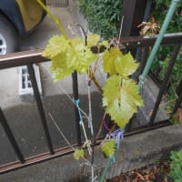 恵みの雨！いろいろ
