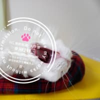 今日の猫ズ
