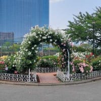 ★ローズガーデンフェスタ（芝浦中央公園）