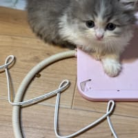子猫ちゃんセール開催します🧚‍♂️