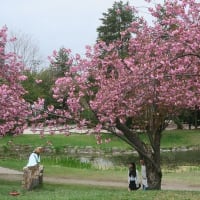 中嶋公園　ライラック