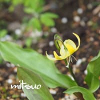 「黄花片栗の花が咲きました」　MY　GARDEN　2025.05.17日撮影