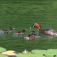 カイツブリの撮影