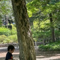 初夏の善福寺公園