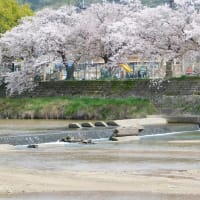 残り写真～桜　瀬野川沿い　2024年
