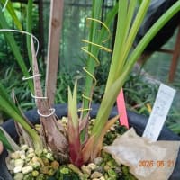 黄蝶の舞の新芽（佐賀寒蘭会登録）