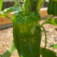我が家の初物野菜