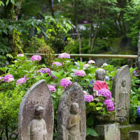 矢田寺の十三仏と紫陽花