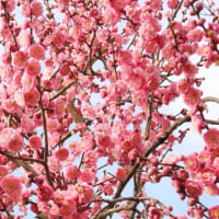 和泉リサイクル環境公園の梅と水仙（２０２５年３月８日）静止画
