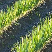 冬の風景2025 太い方の葱の畑