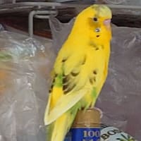 歯が~～
