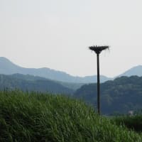 2025年07月05日　コウノトリ目撃情報