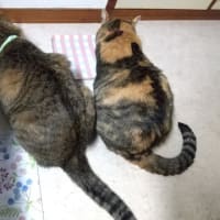 キッチンマット