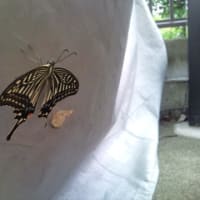 ウイリー練習が突如中止になった理由