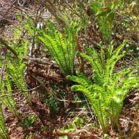 桧枝岐の山菜2025/6