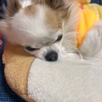 うちの子可愛い特集〜🎶