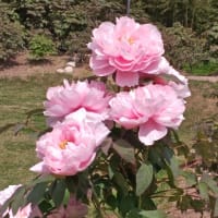 桜もまだ頑張て咲いてます
