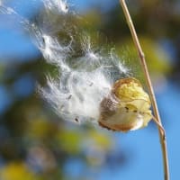 雑草だとばかり････