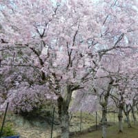 生野銀山周辺の桜と銀山ボーイズ