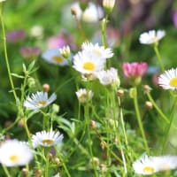 エリゲロンの花
