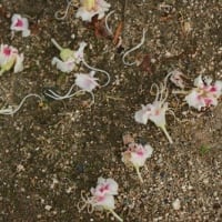 爽やかな5月の花巡り