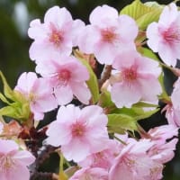 大仙公園のサクラ（２０２５年３月１７日）