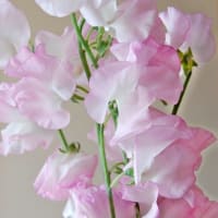 葉芽 花芽 デンドロビウム栽培記 Mein kleiner Rosengarten 葉芽 花芽 デンドロビウム栽培記 Mein kleiner Rosengarten