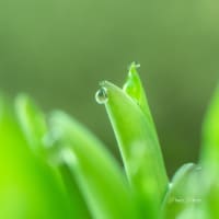 ギボウシの新芽に朝露ころころと♪