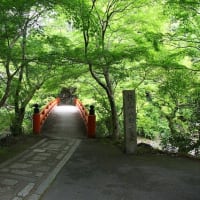 京都　青モミジ100シリーズの三尾名刹の西明寺