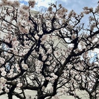 高額療養費自己負担限度額